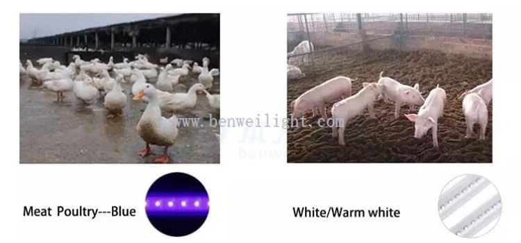 red light for chickens at night