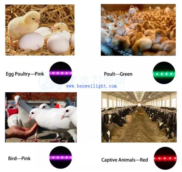product-750-710 led lights for poultry house
