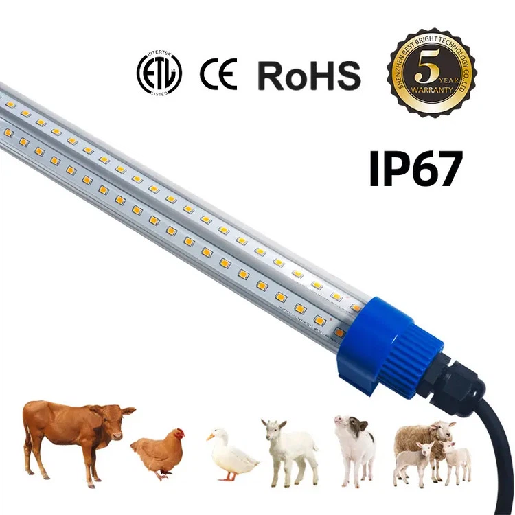 DC12V LED Poultry Lighting DC12V LED Poultry Lighting