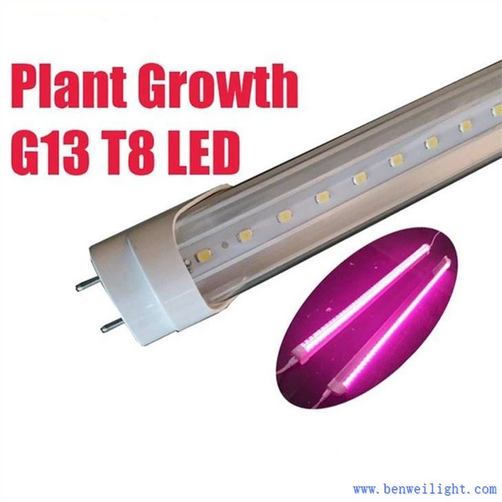 Croissance des plantes G13 T8 Led