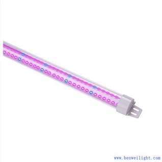 Cultivez des lumières près de moi