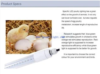 Lumière pour que les poules pondent des œufs