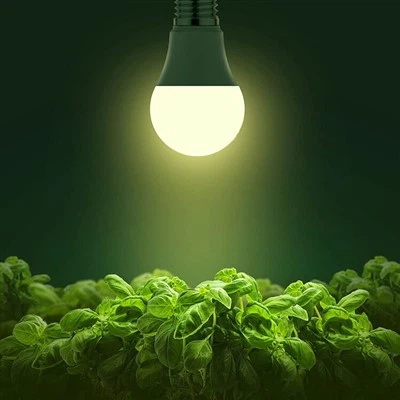 Cultiver une ampoule pour les plantes d'intérieur