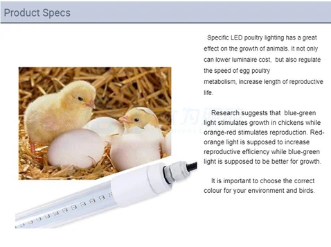 best light for chicken coop best light for chicken coop